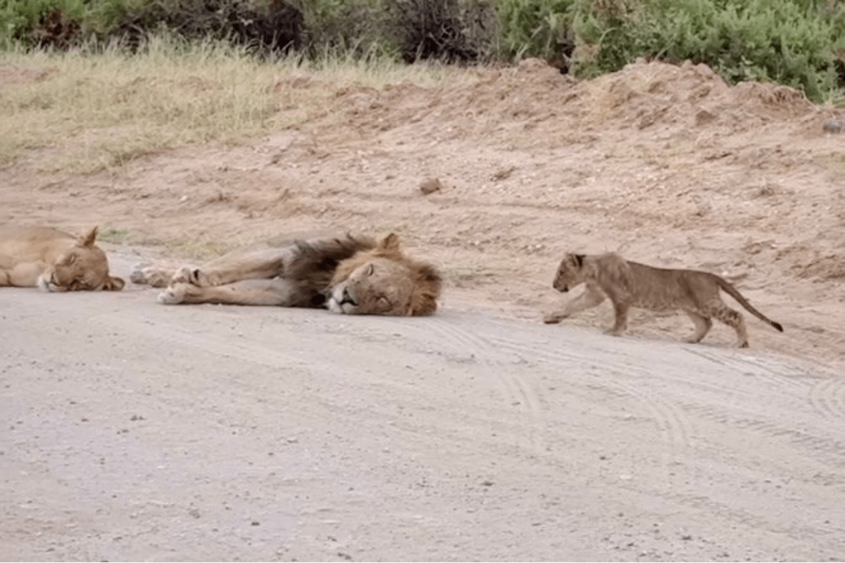 lion cub sneaks up on sleeping parents