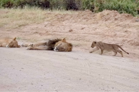 lion cub sneaks up on sleeping parents