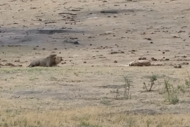 mating lions