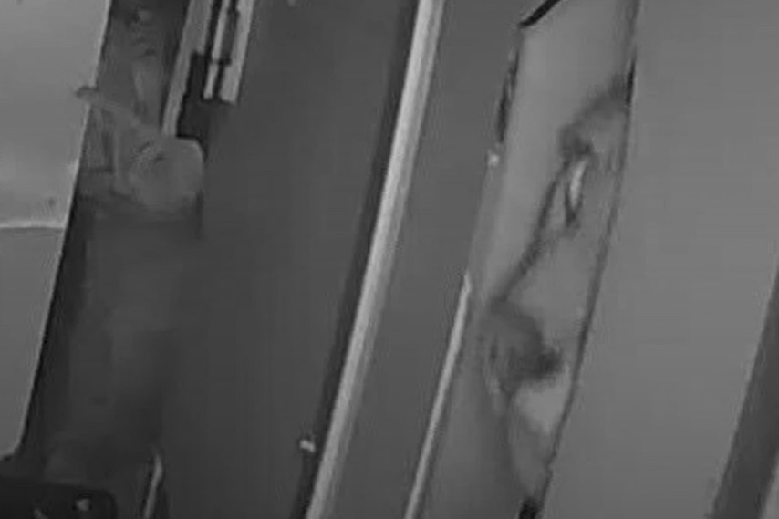 mountain lion doggy door