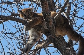 mountain lion south dakota tree