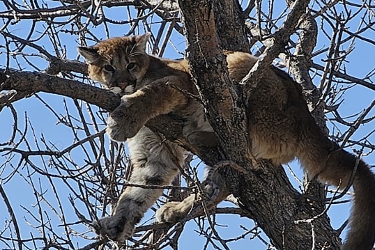 mountain lion south dakota tree