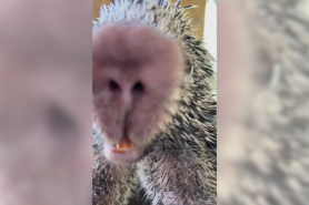porcupine hug