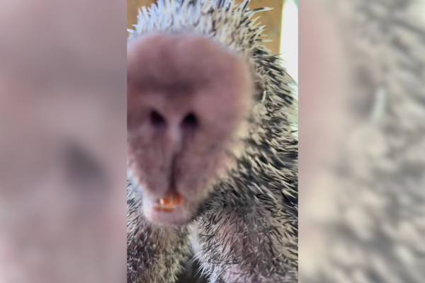 porcupine hug