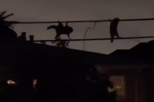 raccoons top-secret mission