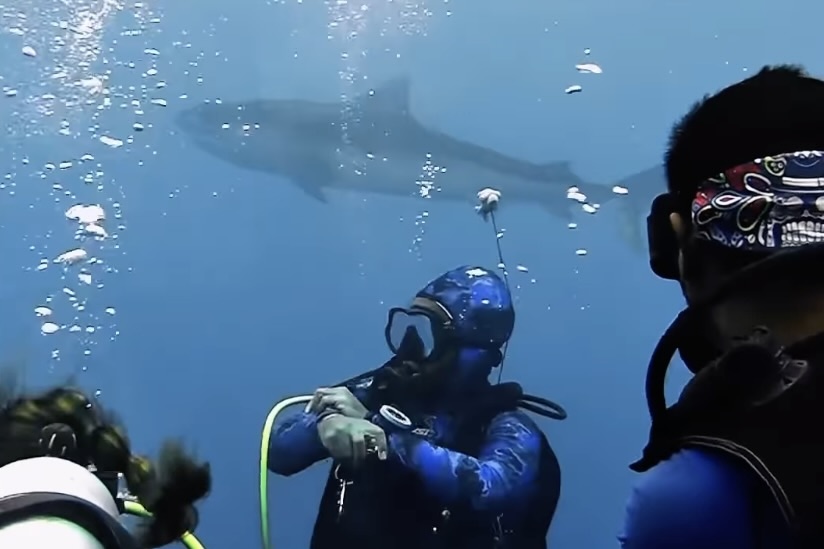 tiger sharks surround divers