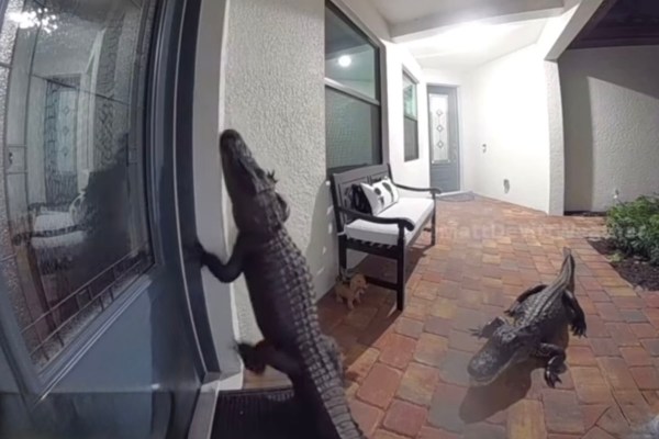 alligators doorbell cam