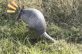 armadillo fart sounds