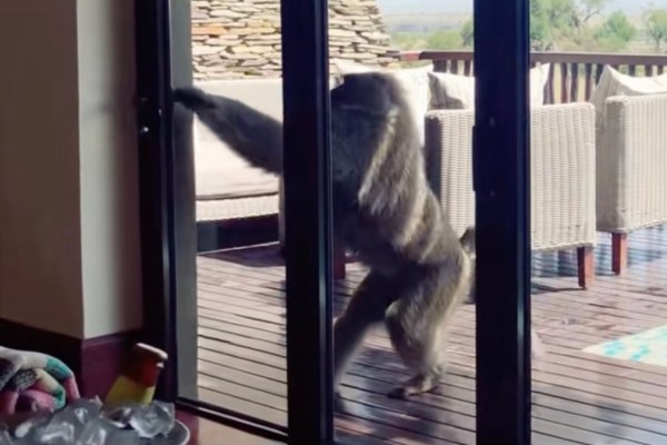 baboon break in