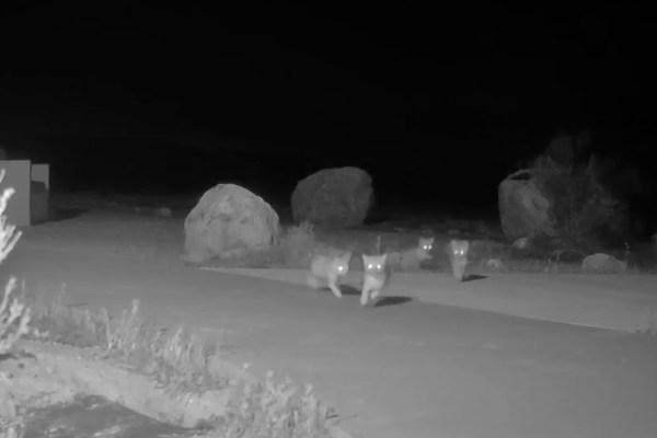 baby foxes trail cam