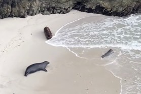 harbor seal baby learns to swim