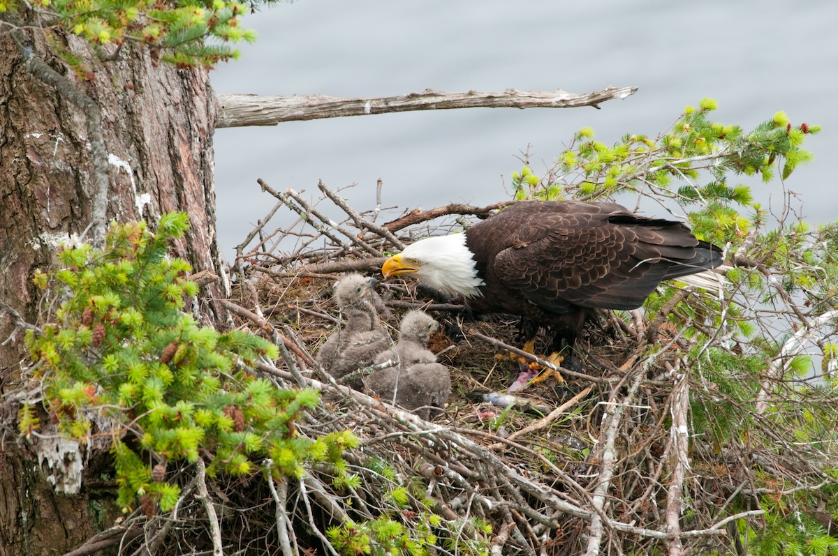 bald eagle nest tragedy west virginia