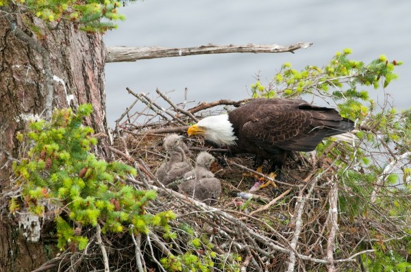 bald eagle nest tragedy west virginia