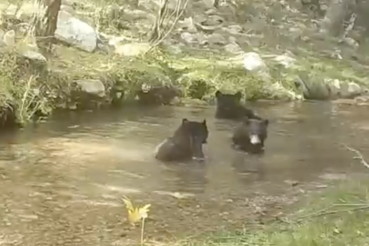 bath time family black bears