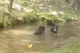 bath time family black bears