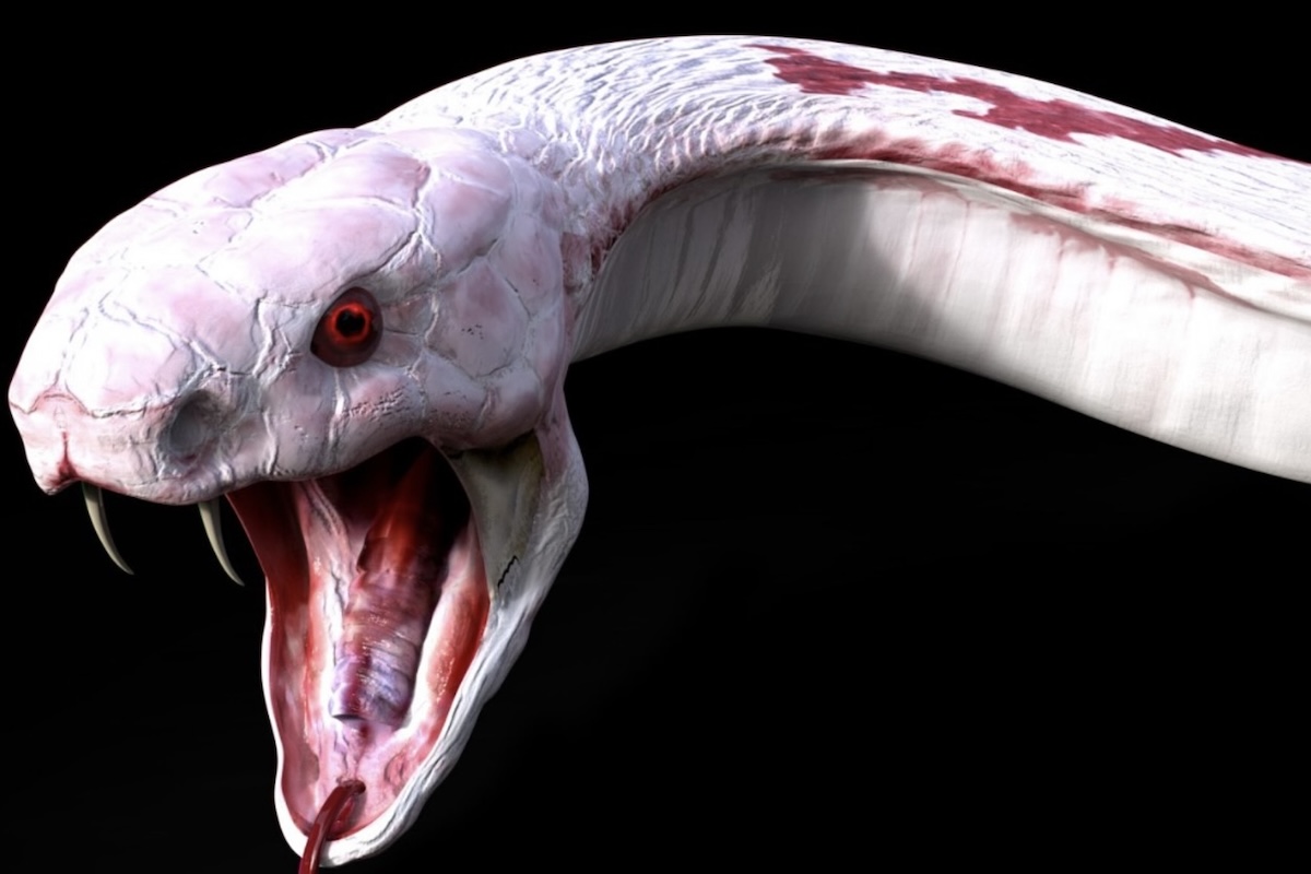 Bear Grylls venomous snake