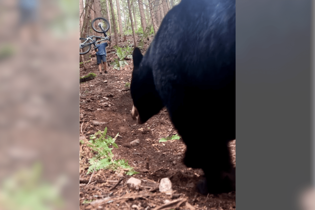bear mountain biker video
