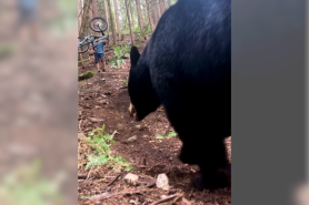 bear mountain biker video