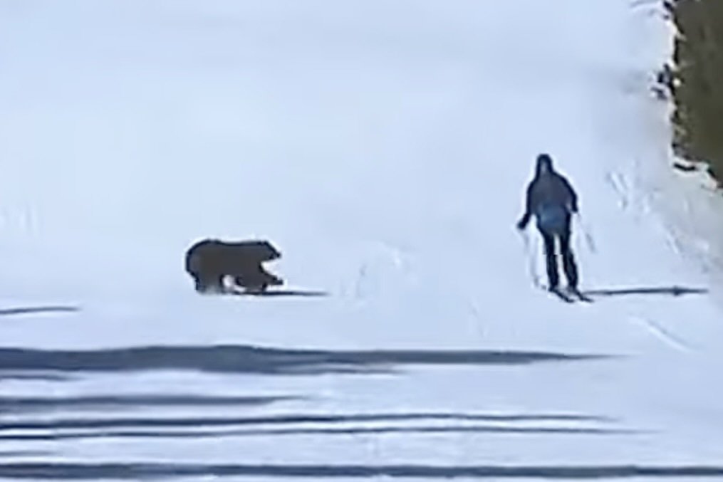 black bear chases skier