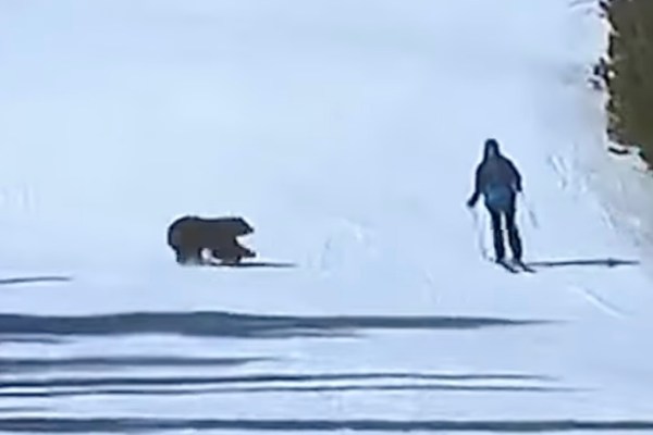 black bear chases skier