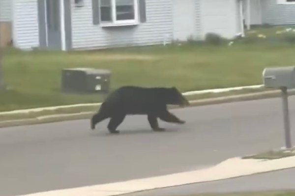 black bear new jersey