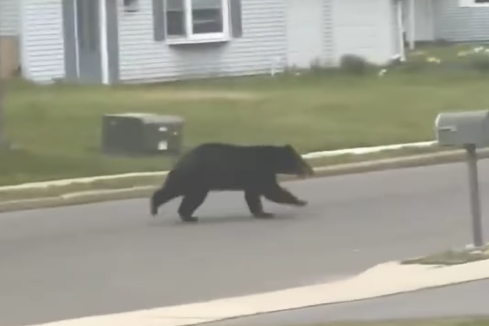 black bear new jersey