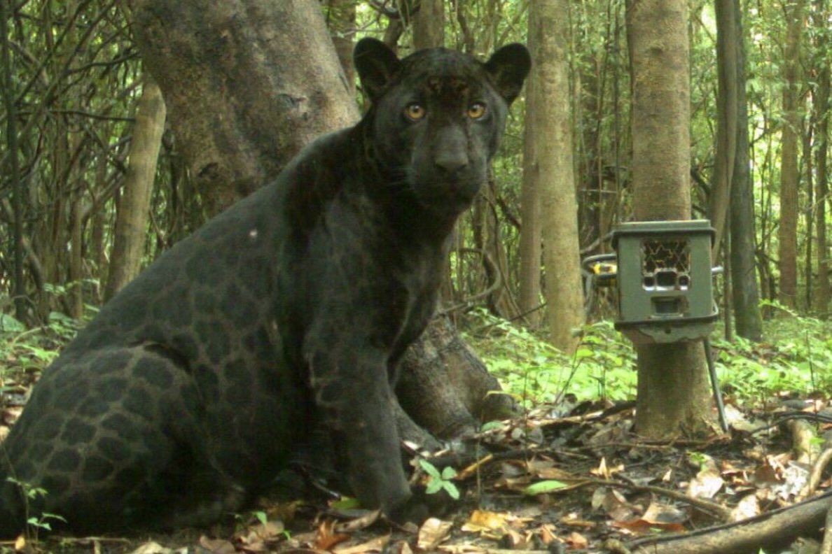 black jaguar trail cam