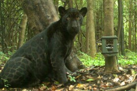 black jaguar trail cam