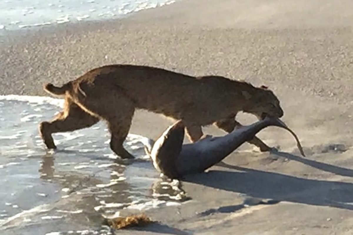bobcat vs. shark