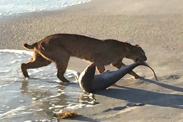 bobcat vs. shark