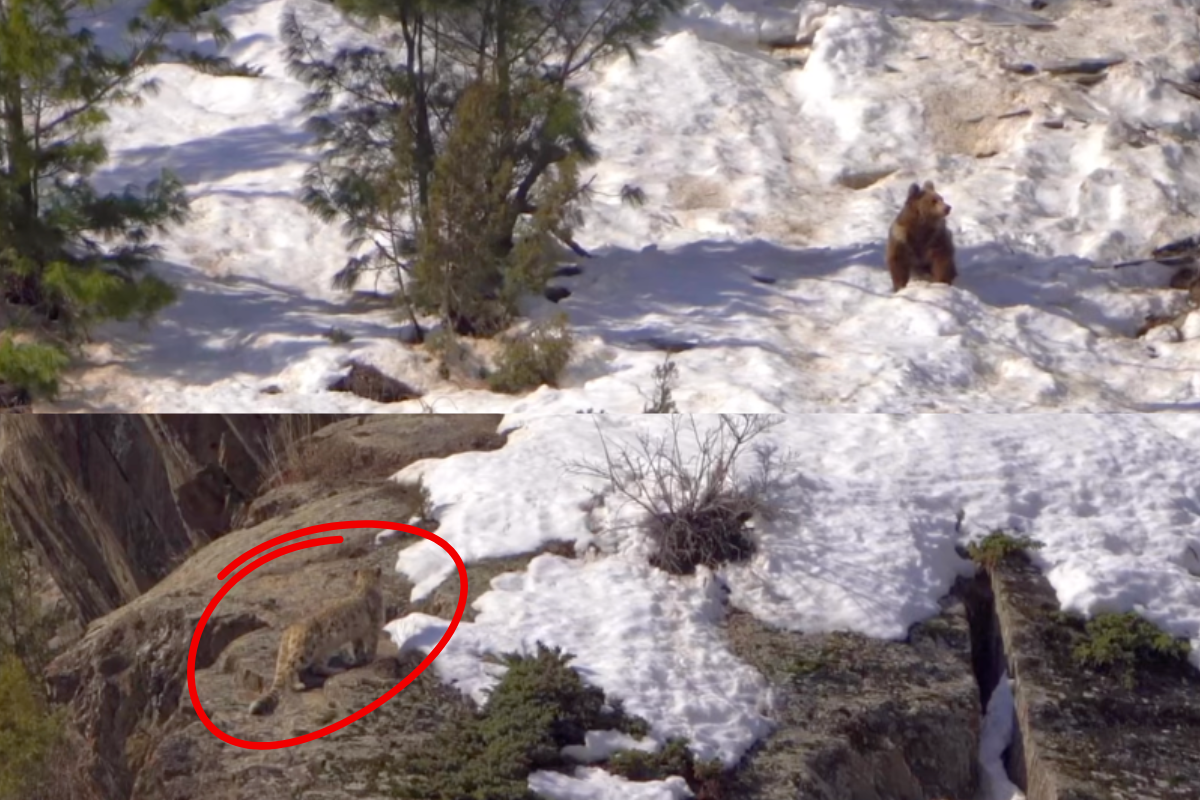 brown bear snow leopard