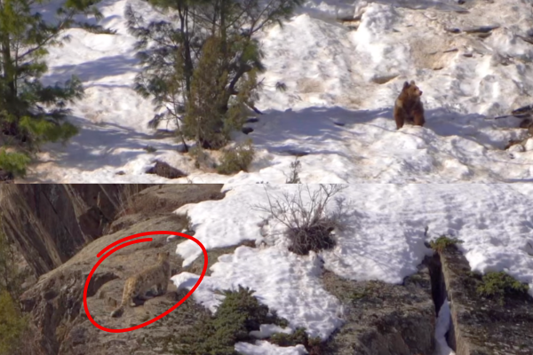 brown bear snow leopard