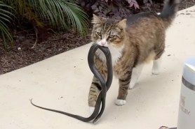 cat snake video