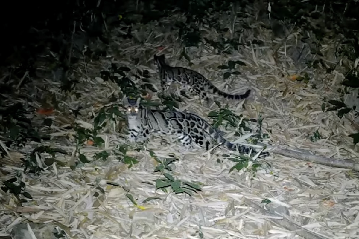 clouded leopard cub trail cam