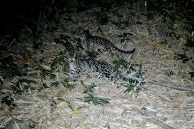 clouded leopard cub trail cam