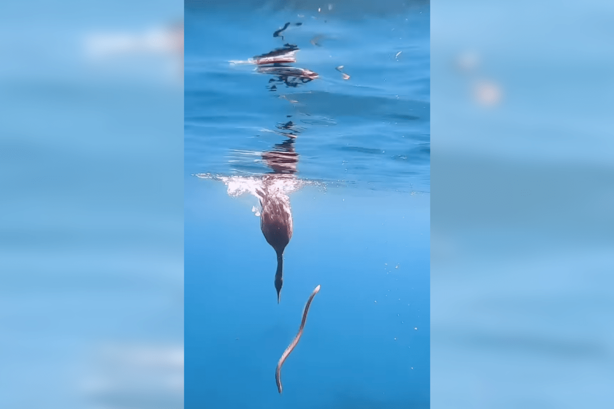 cormorant vs. eel