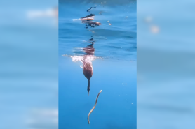 cormorant vs. eel