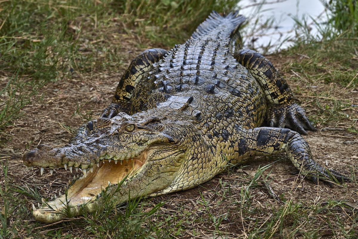 Crocodile selfie