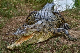 Crocodile selfie