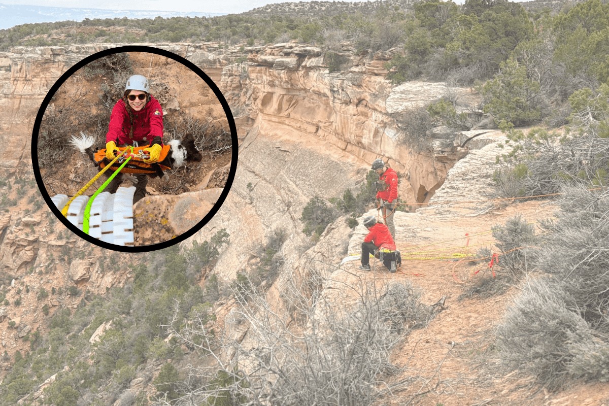 dog fell canyon rescue