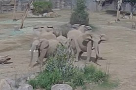 elephants earthquake