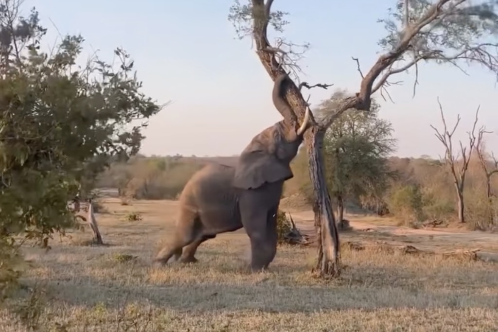 elephant pushes tree