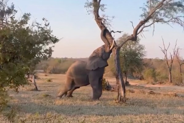 elephant pushes tree