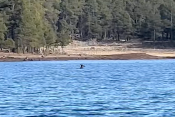 elk escapes wolves
