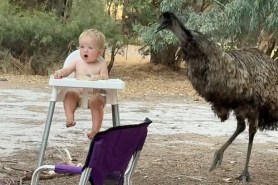 emu toddler australia