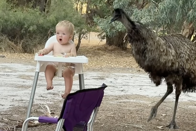 emu toddler australia