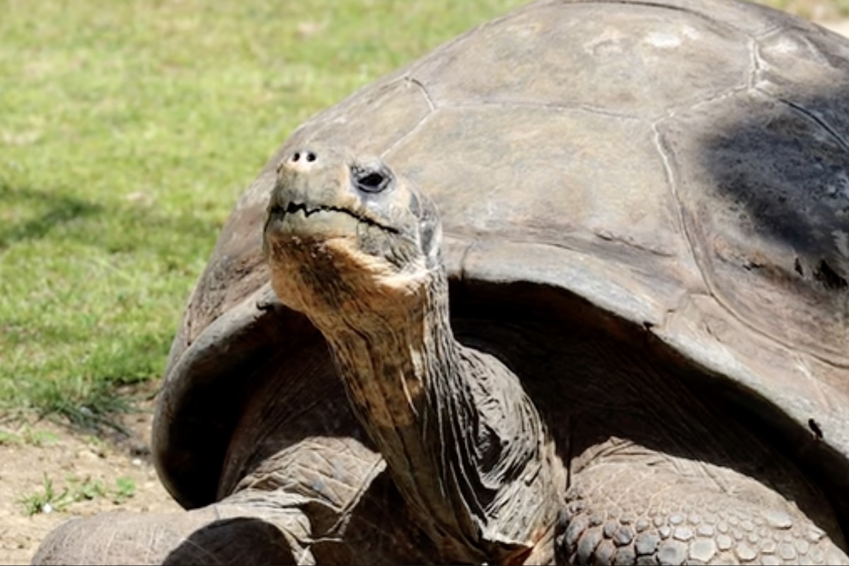 endangered tortoise 100 year old mom