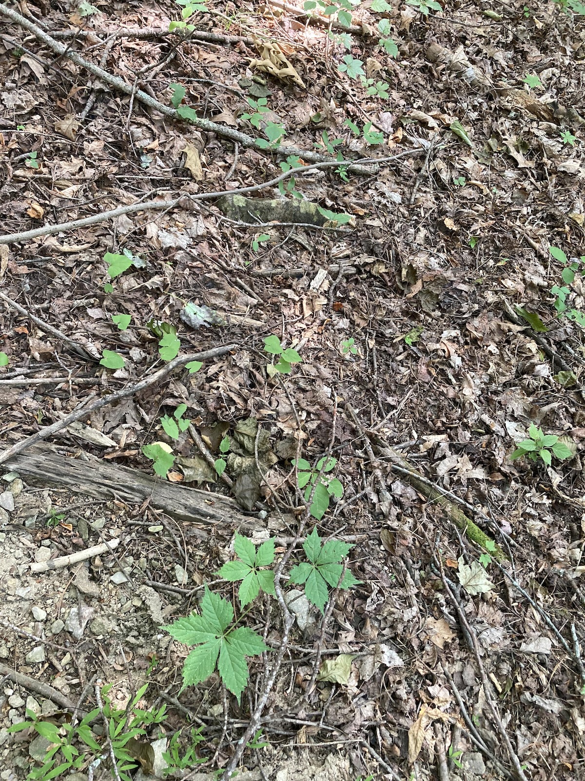 find the copperhead