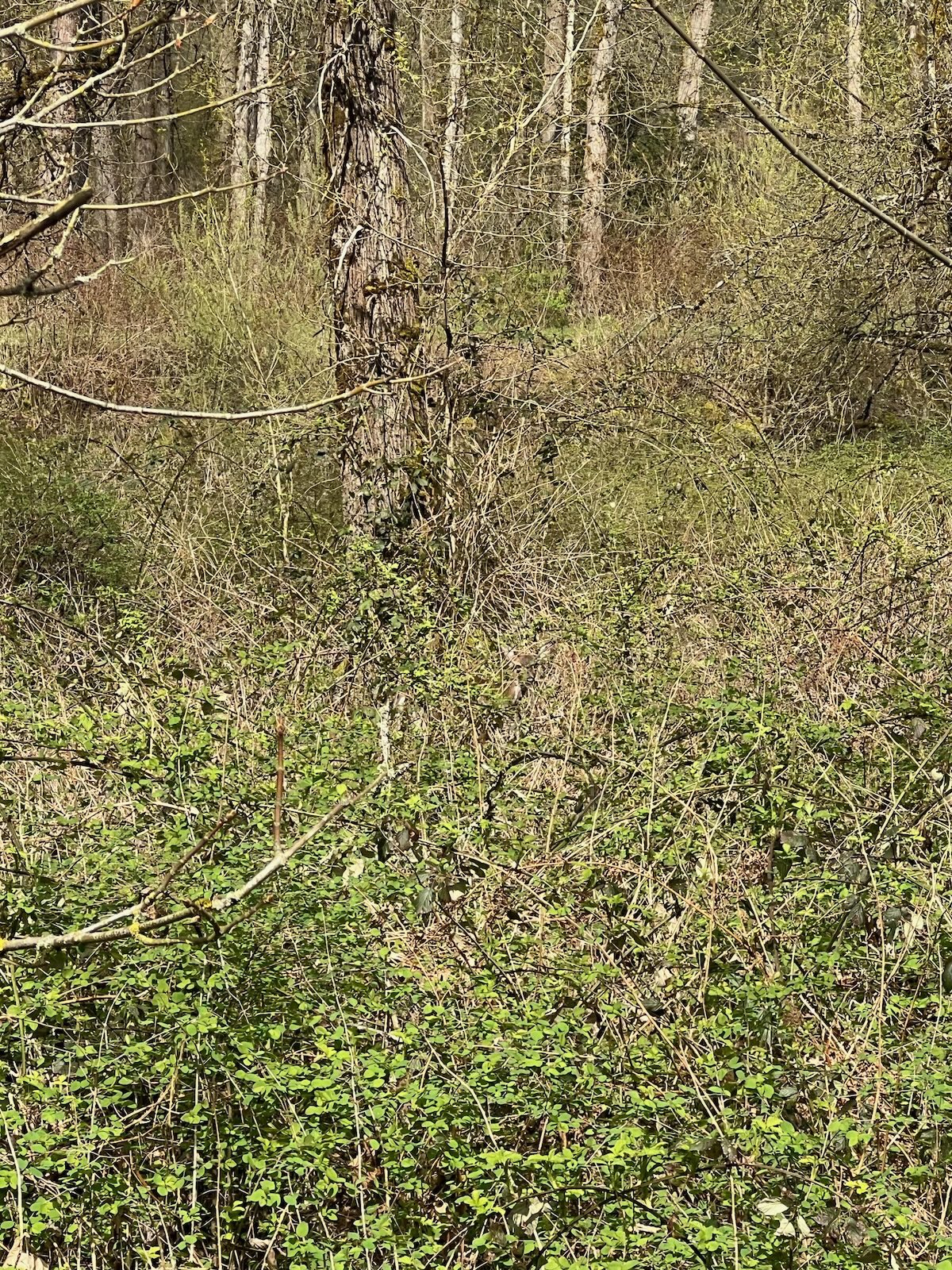find the hidden deer