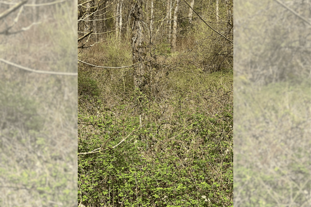 find the hidden deer